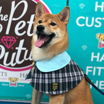 Capes - Baby Blue Collar with Tartan Print - The Pet's Couture