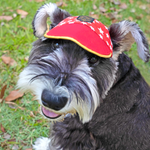 Paws Up! Starry Unisex Walking Cap