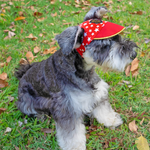 Paws Up! Starry Unisex Walking Cap