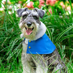 Silver Grey Faux Fur Collar Trench Coat in Royal Blue - The Pet's Couture