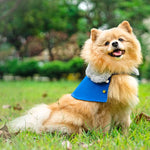 Silver Grey Faux Fur Collar Trench Coat in Royal Blue - The Pet's Couture