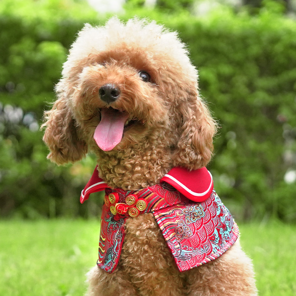 Spring Of Harmony in Dragon Red CNY Cape - The Pet's Couture