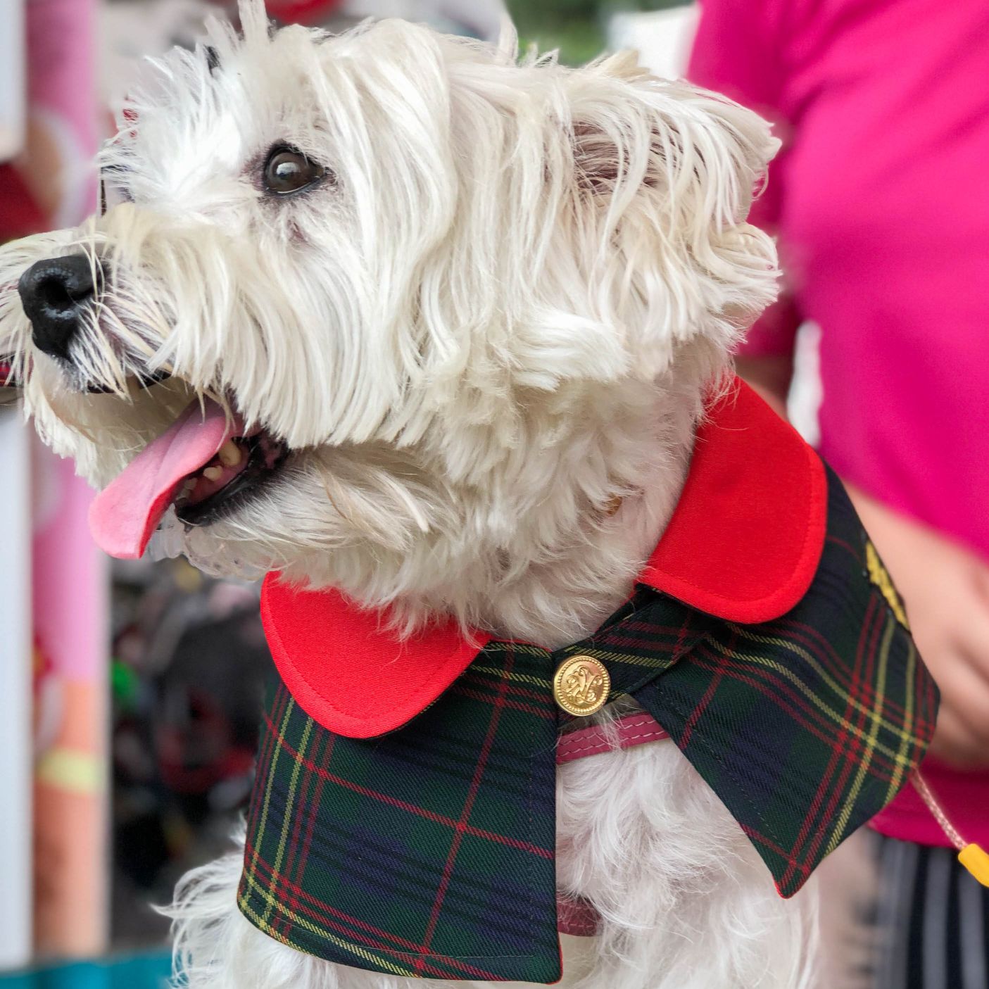 Capes - Imperial Red Collar with Tartan Print - The Pet's Couture