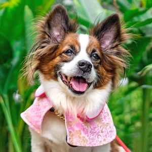 Spring Of Love in Golden Baby Pink CNY Cape - The Pet's Couture