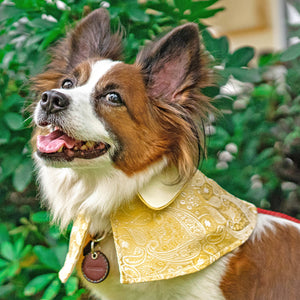 Spring Of Joy in Golden Daffodil CNY Cape - The Pet's Couture