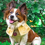 Spring Of Joy in Golden Daffodil CNY Cape - The Pet's Couture