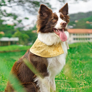 Spring Of Blessings in Tuscan Gold CNY Cape with Faux Fur Collar - The Pet's Couture