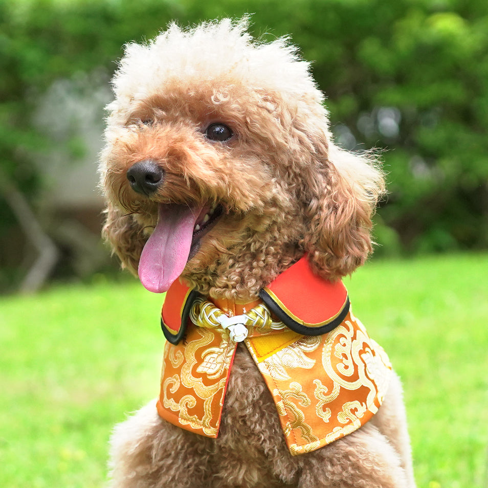 Spring Of Wealth in Mandarin Gold CNY Cape - The Pet's Couture