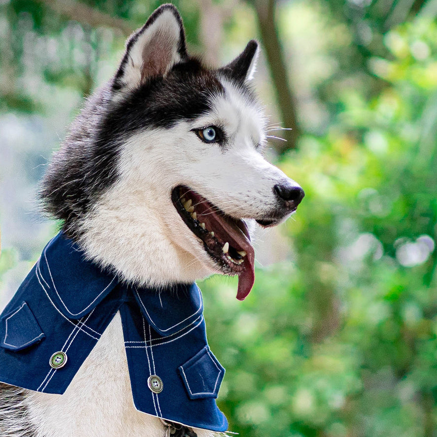 (NEW IN!) Unisex Oxford Blue Denim Cape - Bluford - The Pet's Couture