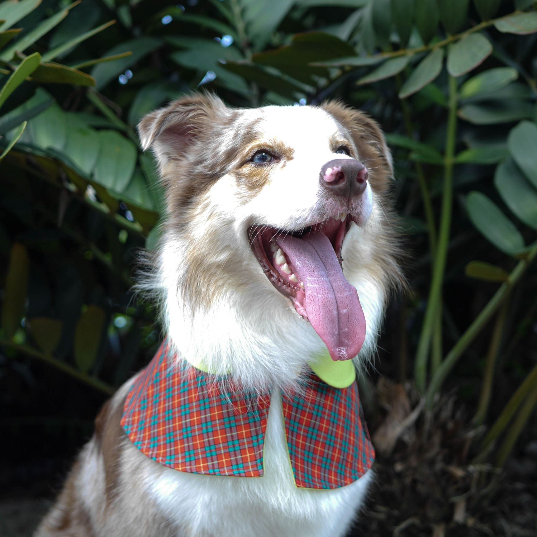 Capes - Limegreen Collar with Red Tartan - The Pet's Couture