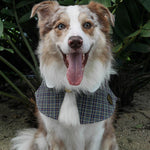Capes - Charcoal Grey Tartan - The Pet's Couture