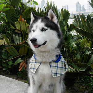 Capes - Azure Collar with Tartan Print - The Pet's Couture