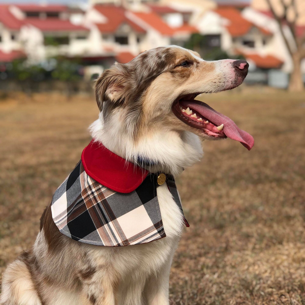 Dog harness burberry sales
