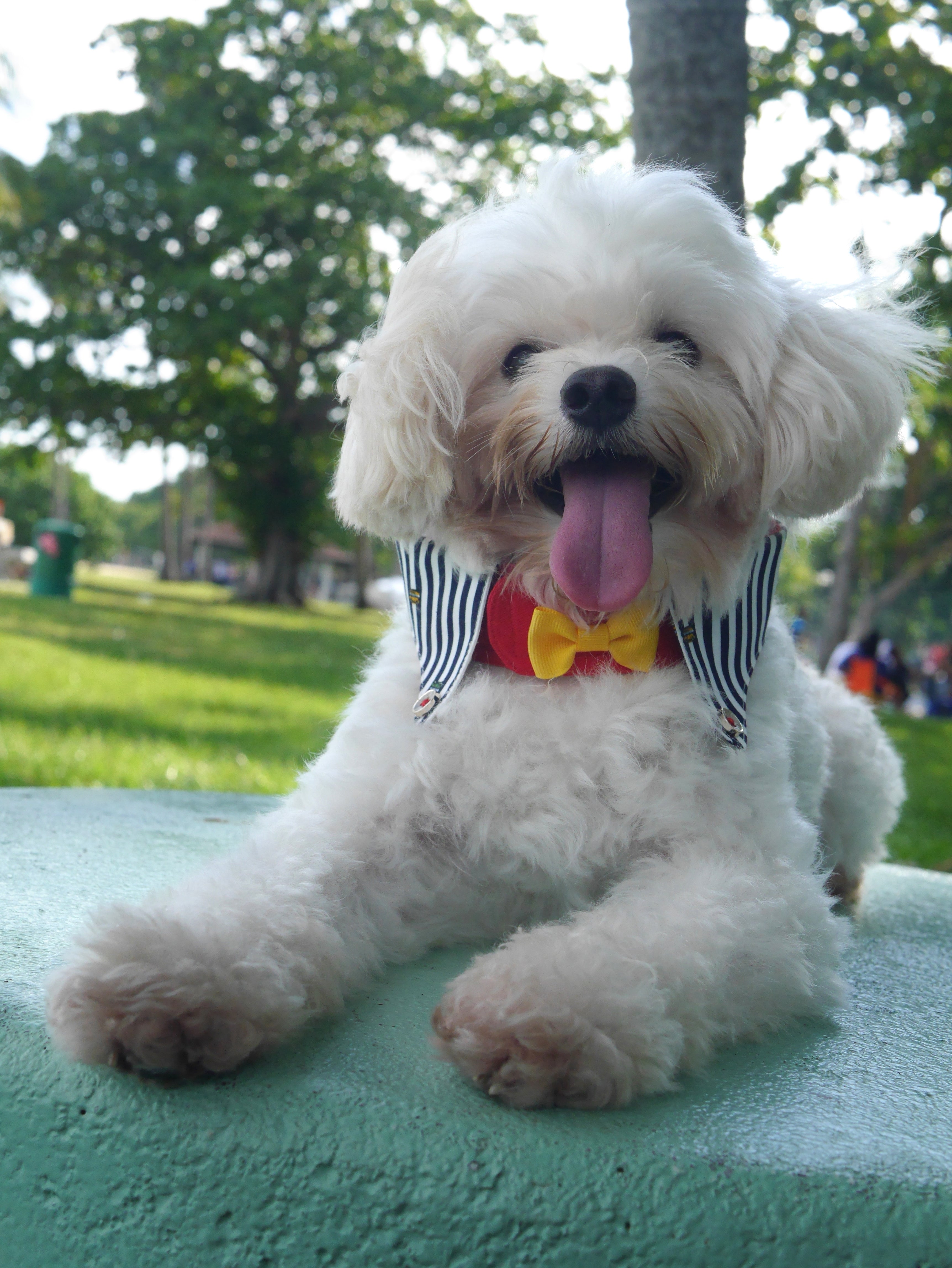 Dapper Collar - ArtyBoy - The Pet's Couture