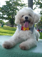 Dapper Collar - ArtyBoy - The Pet's Couture