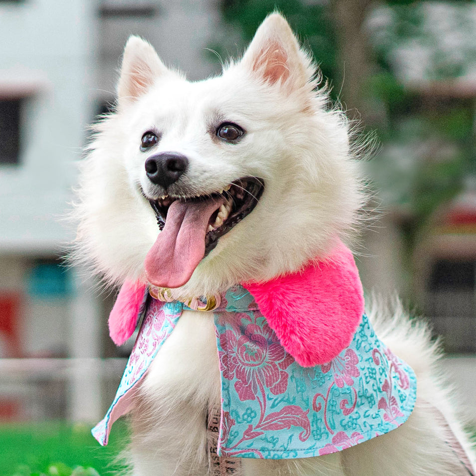 Spring Of Abundance in Baby Blue CNY Cape with Faux Fur Collar - The Pet's Couture
